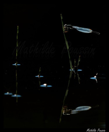 Agrion élégant - Ischnura elegans